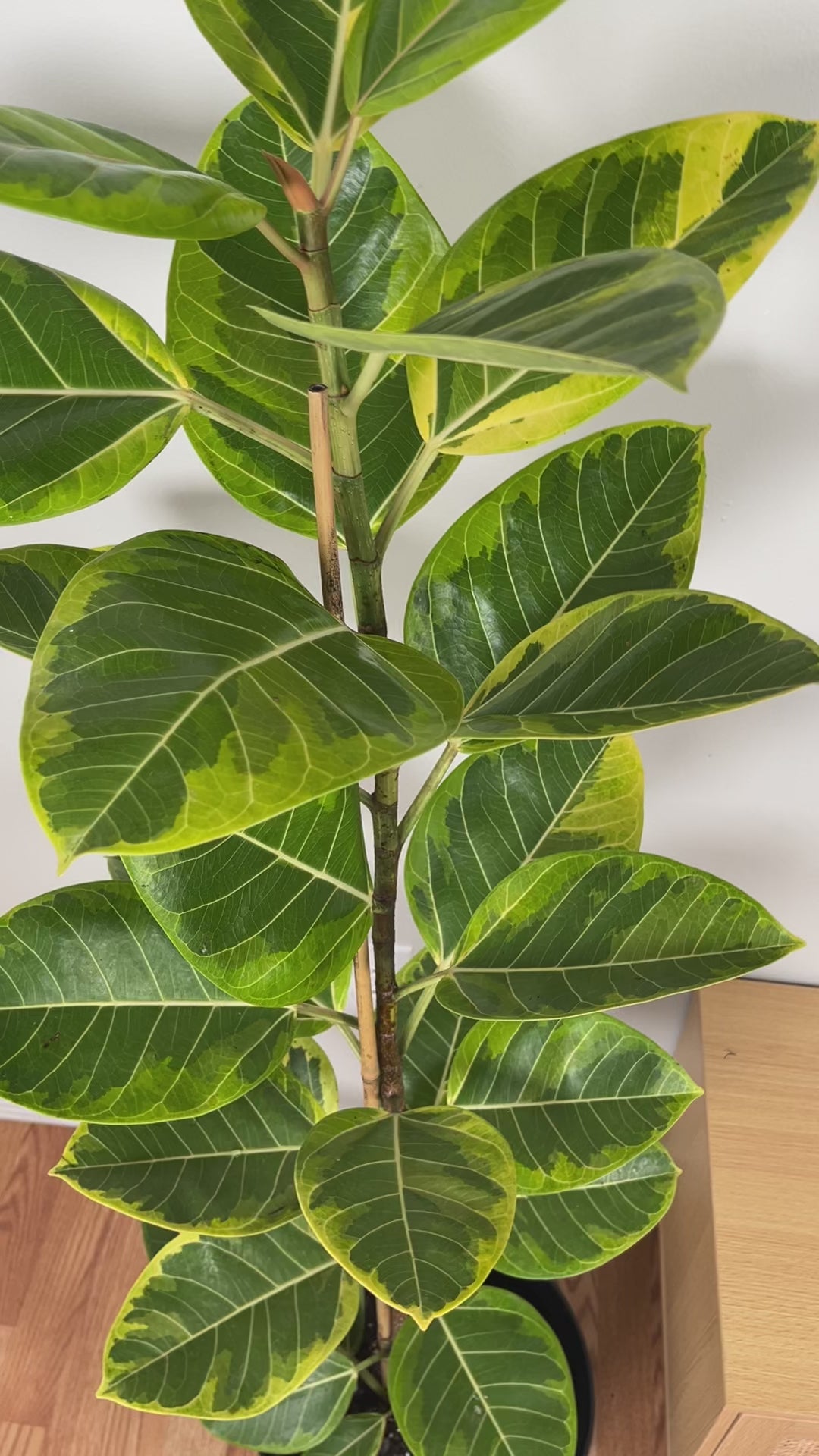 Large Ficus Yellow Gem Column adding height and elegant greenery to a bright contemporary home.