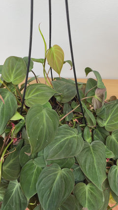 Large Philodendron Micans hanging basket with bronze-green trailing vines styled in a bright contemporary home.