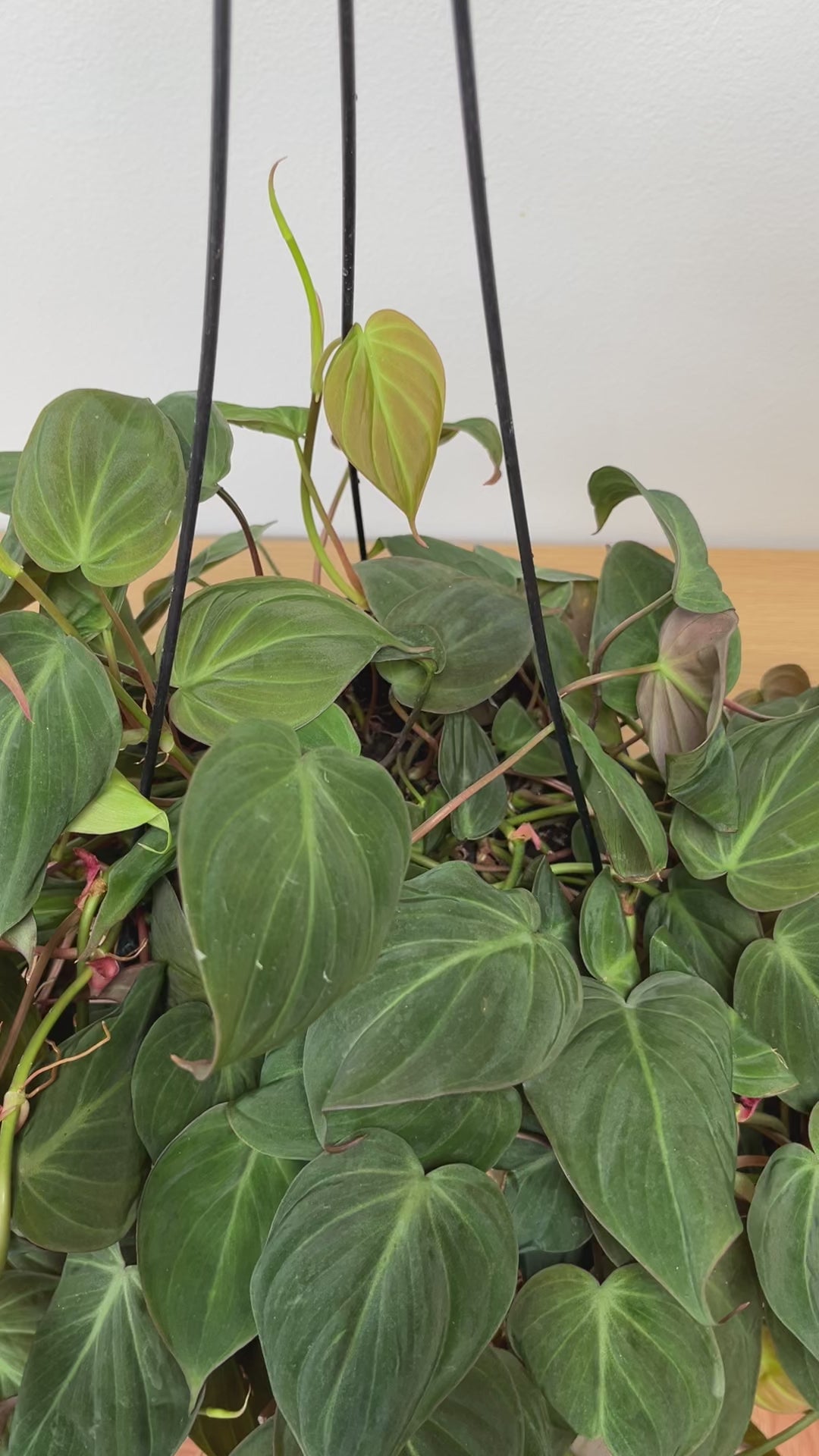 Large Philodendron Micans hanging basket with bronze-green trailing vines styled in a bright contemporary home.