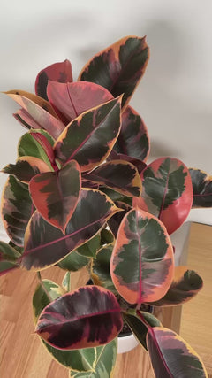 Large Ficus Ruby indoor tree adding bold tropical color to a bright contemporary home.