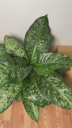 Easy-care Dieffenbachia Memoria Corsii adding vibrant variegated greenery to a bright contemporary home.