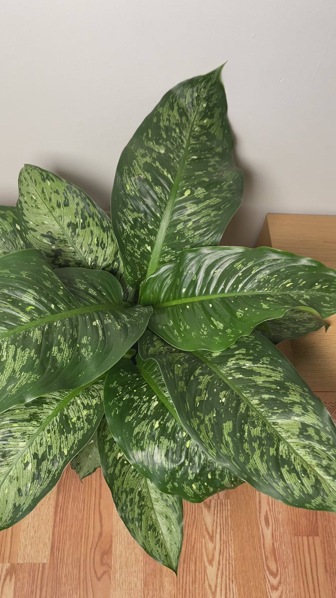 Easy-care Dieffenbachia Memoria Corsii adding vibrant variegated greenery to a bright contemporary home.