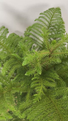 Large Norfolk Pine indoor tree adding height and year-round greenery to a bright contemporary home.
