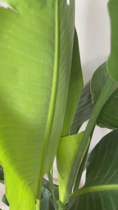 Video of 12 inch Bird of Paradise White 6.5 Feet Tall showing the live plant, foliage, and overall growth form.