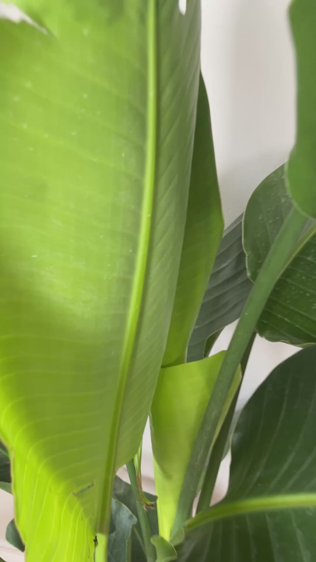 Video of 12 inch Bird of Paradise White 6.5 Feet Tall showing the live plant, foliage, and overall growth form.