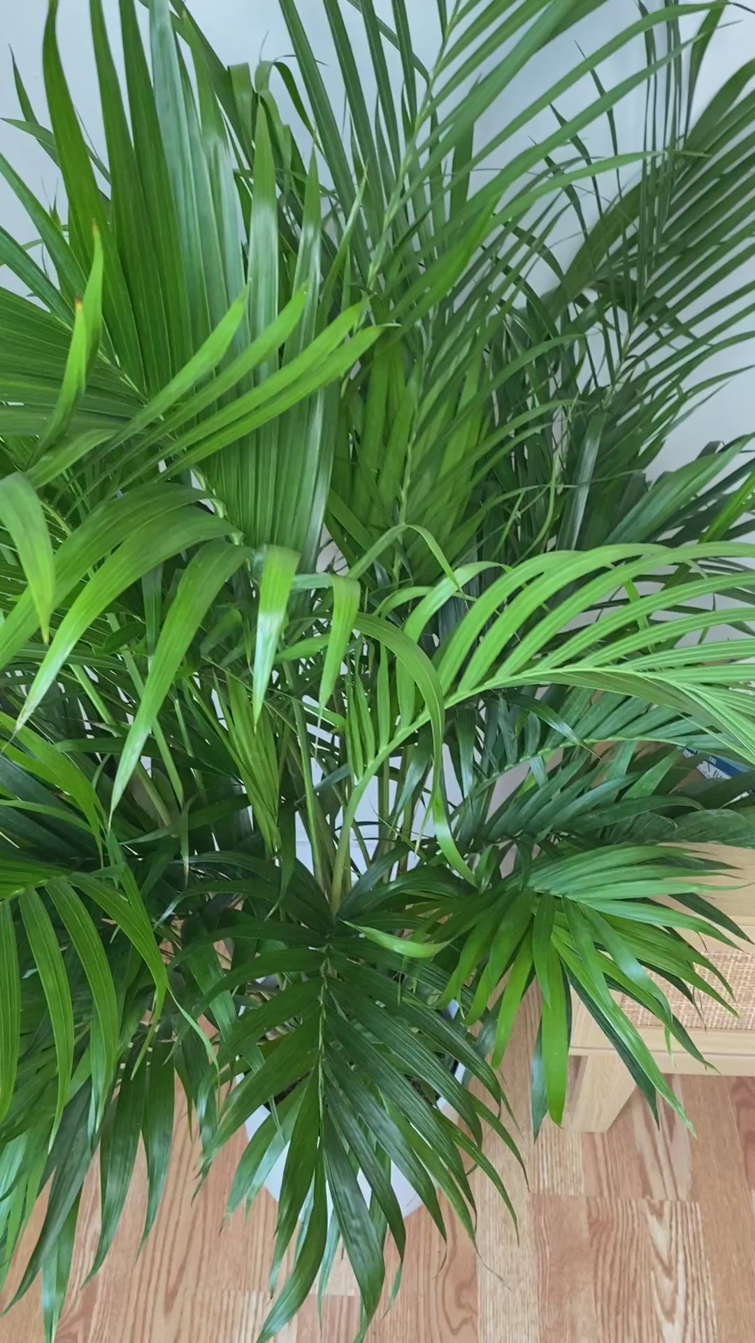 Video of 8 inch Cat Palm showing the live plant, foliage, and overall growth form.
