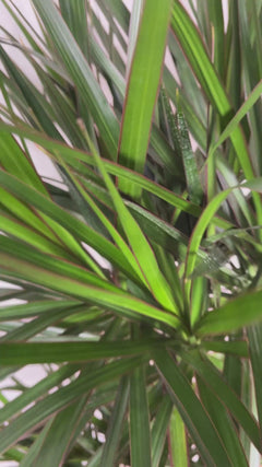 Video of 10 inch Dracaena Marginata Stag Cane 5 Feet Tall showing the live plant, foliage, and overall growth form.