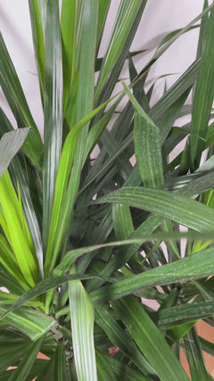 Large Dracaena Tarzan Bush adding height and vibrant tropical foliage to a contemporary indoor space.