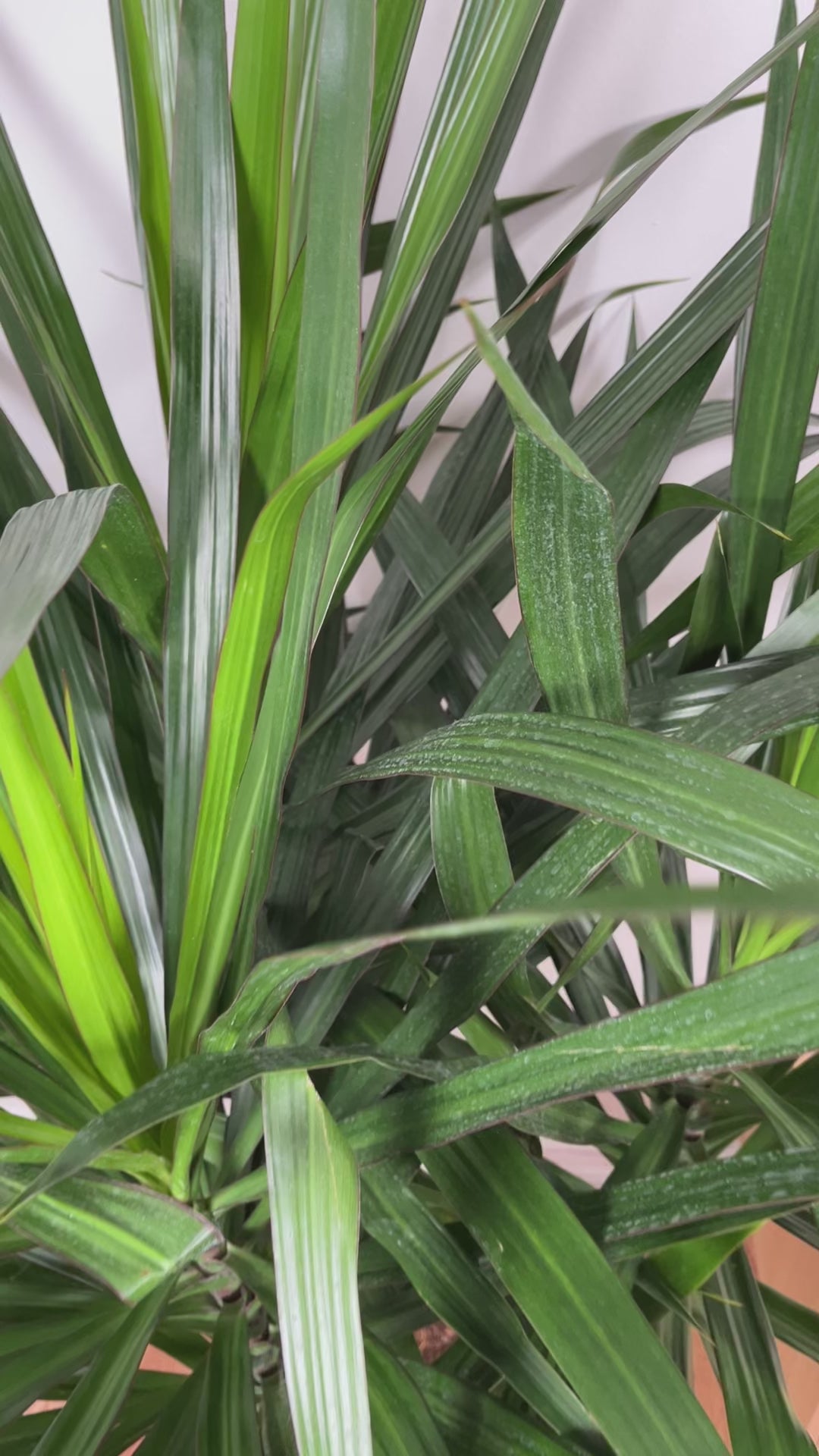 Large Dracaena Tarzan Bush adding height and vibrant tropical foliage to a contemporary indoor space.