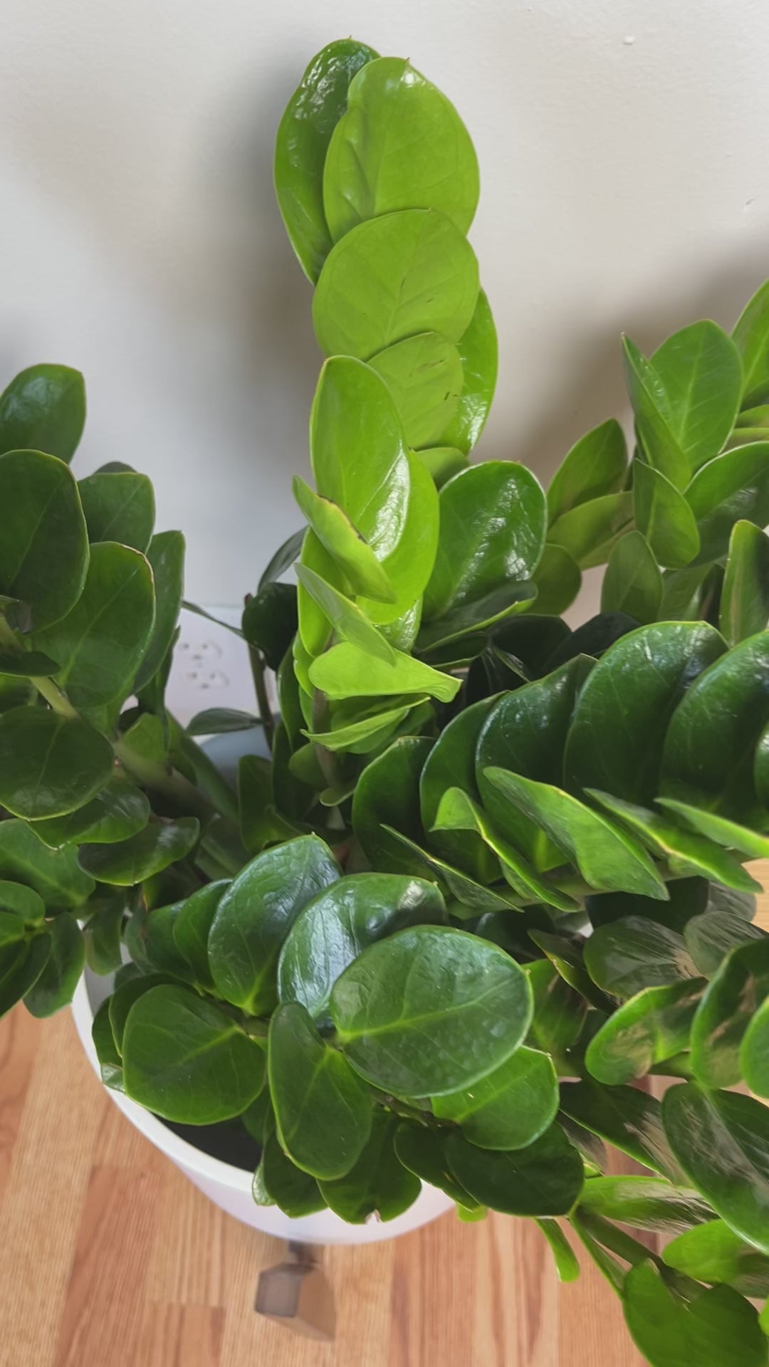 Large ZZ Midori adding vibrant greenery to a bright contemporary home while thriving in low light.