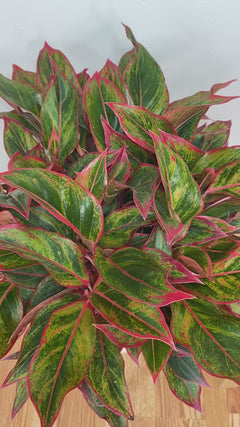 Large Chinese Evergreen Tropical Houseplant