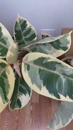 Video of 8 inch Ficus Tineke Bush showing the live plant, foliage, and overall growth form.