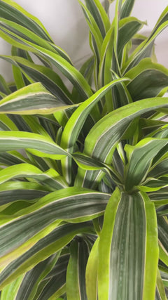 Video of 10 inch Dracaena Lemon Lime 3-2-1 Cane 5 Feet Tall showing the live plant, foliage, and overall growth form.