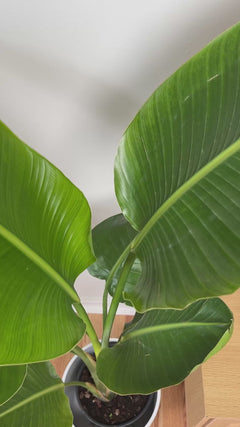 Video of 8 inch Bird of Paradise White 4 Feet Tall showing the live plant, foliage, and overall growth form.