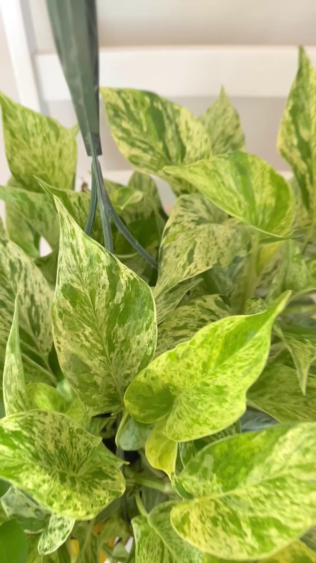 Marble Queen Pothos hanging basket adding bright tropical greenery to a modern living room.