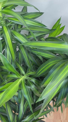 10" Dracaena Song of Jamaica Tip