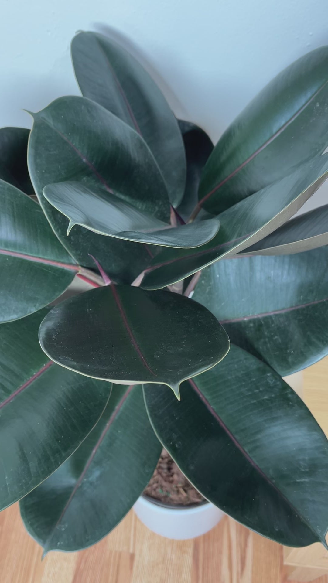 Large Ficus Burgundy Braid adding height and rich burgundy greenery to a bright contemporary home.