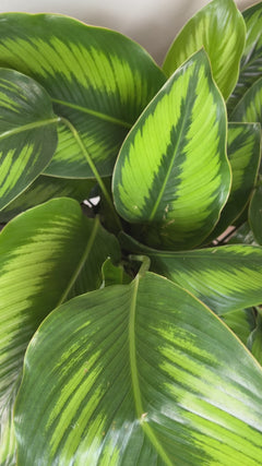 Video of 10 inch Calathea Beauty Star showing the live plant, foliage, and overall growth form.