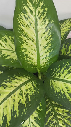 Dieffenbachia Tropic Snow
