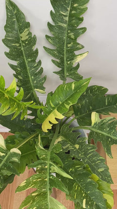 Video of 8 inch Philodendron Ring of Fire showing the live plant, foliage, and overall growth form.