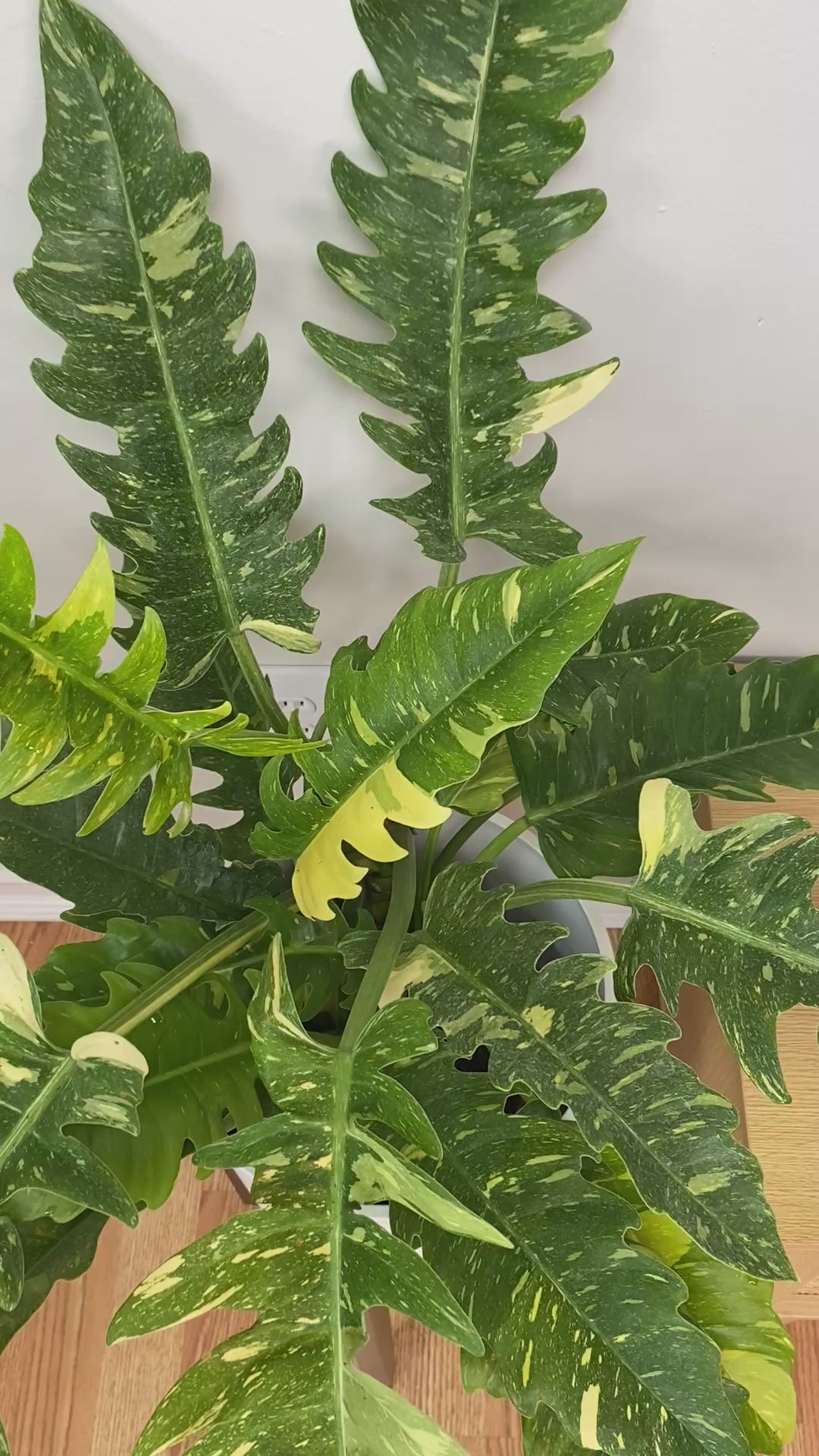 Video of 8 inch Philodendron Ring of Fire showing the live plant, foliage, and overall growth form.