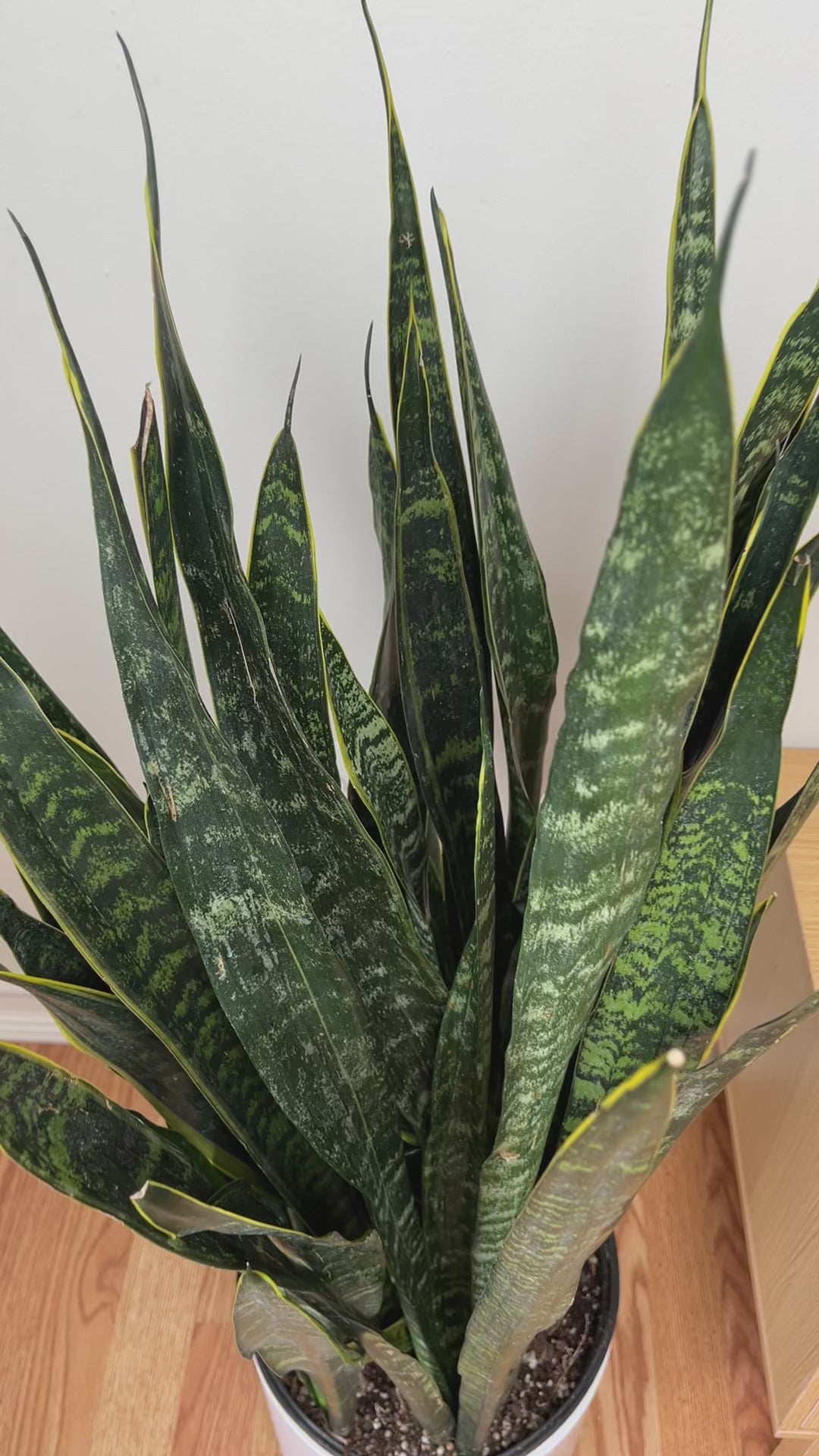 Large Snake Plant Carolina adding vertical tropical style and vibrant variegated greenery to a contemporary home.