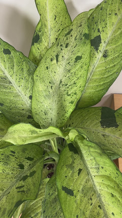 Large Dieffenbachia Camouflage adding bold variegated greenery to a bright contemporary home.