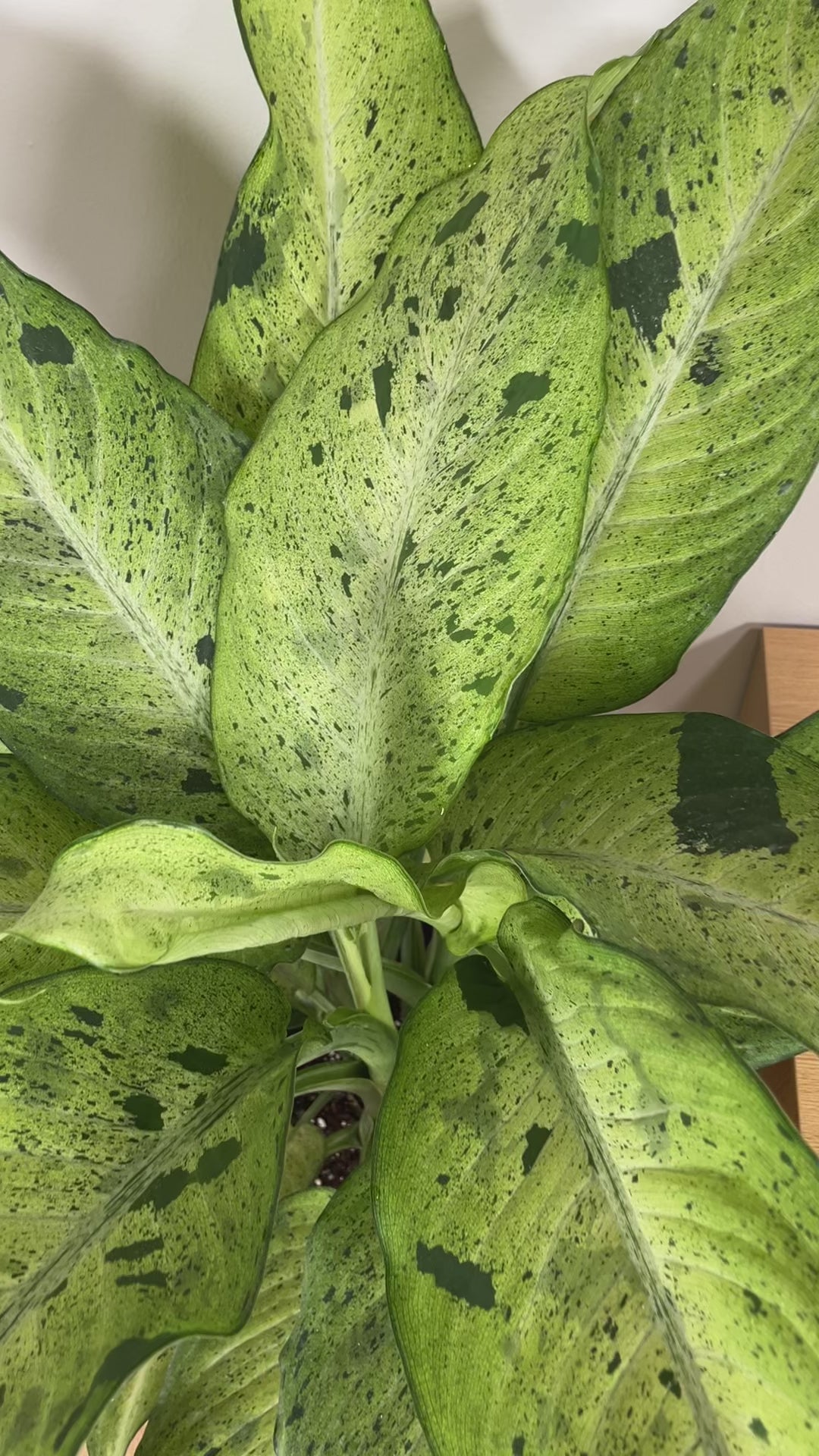Large Dieffenbachia Camouflage adding bold variegated greenery to a bright contemporary home.