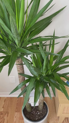 Video of 10 inch Yucca Cane showing the live plant, foliage, and overall growth form.