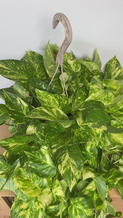 Large Global Green Pothos hanging basket with vibrant green trailing foliage styled in a bright contemporary home.
