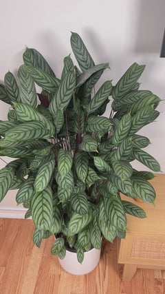 Pet-friendly Calathea Exotica adding bold patterned greenery to a bright contemporary home.