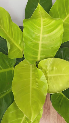 Video of 10 inch Philodendron Moonlight showing the live plant, foliage, and overall growth form.
