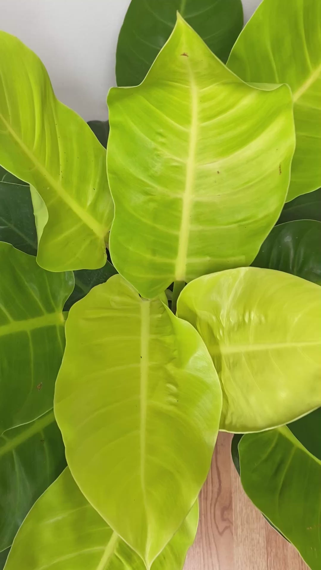 Video of 10 inch Philodendron Moonlight showing the live plant, foliage, and overall growth form.