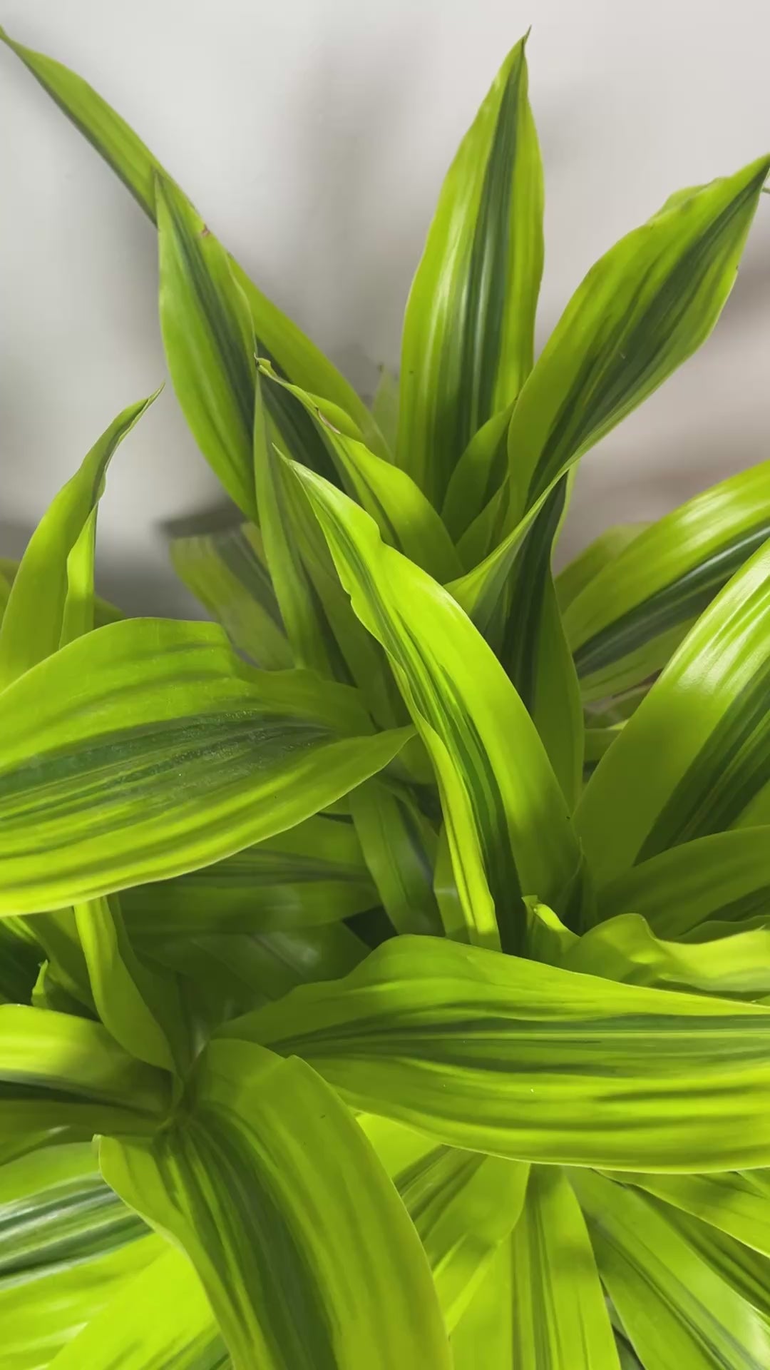 Video of 12 inch Dracaena Kristi 4 Feet Tall showing the live plant, foliage, and overall growth form.