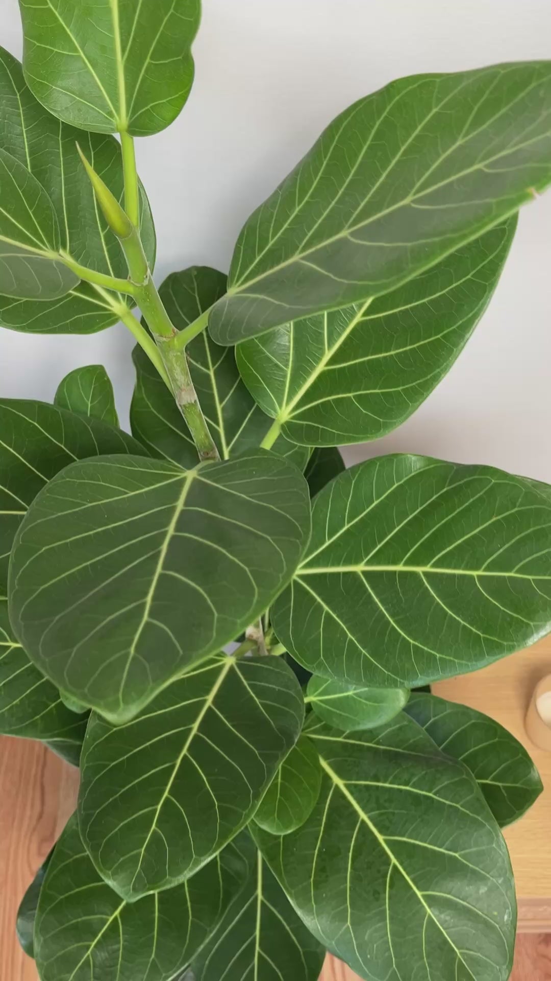 Large Ficus Audrey Column adding vertical greenery and contemporary tropical style to a bright indoor space.