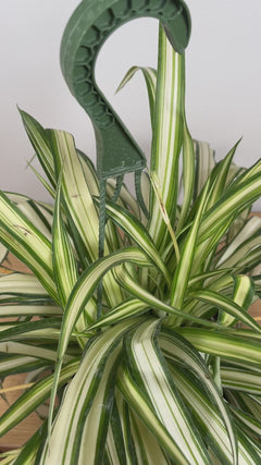Easy-care Variegated Spider Plant hanging basket adding lush cascading greenery to an indoor living space.