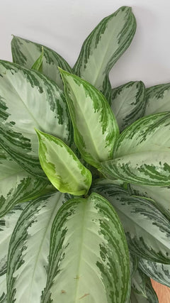 Video of 8 inch Aglaonema Silver Bay showing the live plant, foliage, and overall growth form.