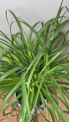 Video of 8 inch Ponytail Palm showing the live plant, foliage, and overall growth form.
