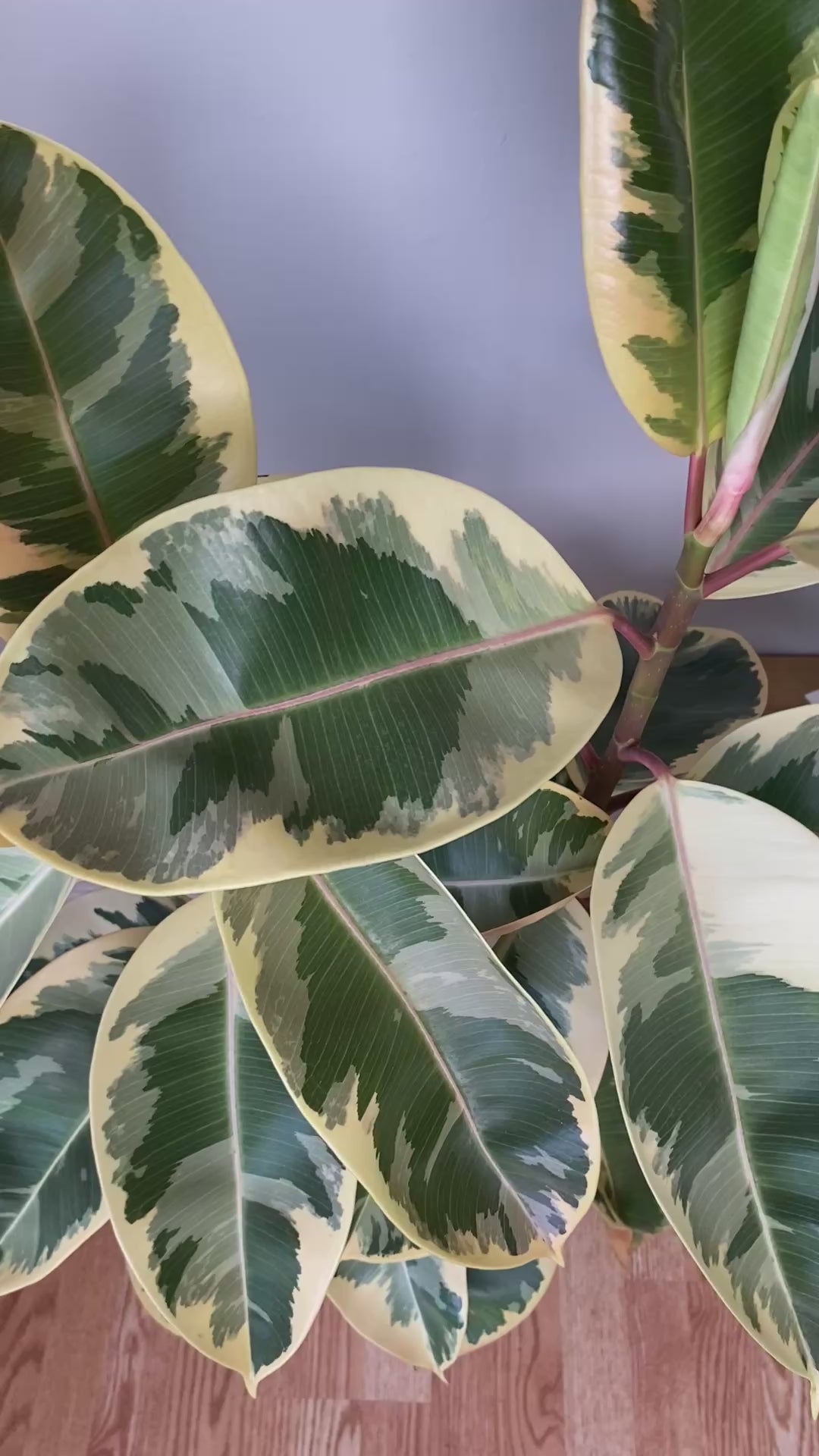 Video of 10 inch Ficus Tineke Columns showing the live plant, foliage, and overall growth form.