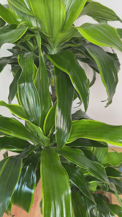 10" Dracaena Art Cane 3-2-1