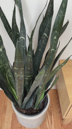 Large Snake Plant Dakota adding vertical tropical style and low-maintenance greenery to a bright contemporary home.