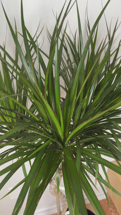 Video of 10 inch Draceana Marginata Open Weave Braid 5 Feet Tall showing the live plant, foliage, and overall growth form.