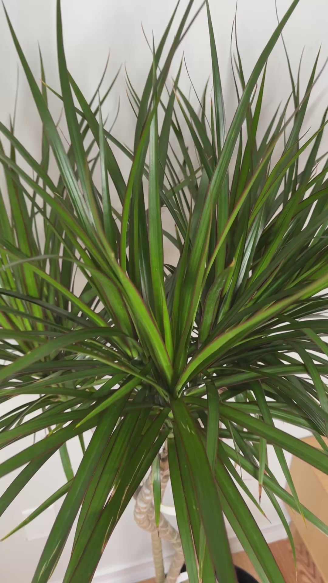 Video of 10 inch Draceana Marginata Open Weave Braid 5 Feet Tall showing the live plant, foliage, and overall growth form.
