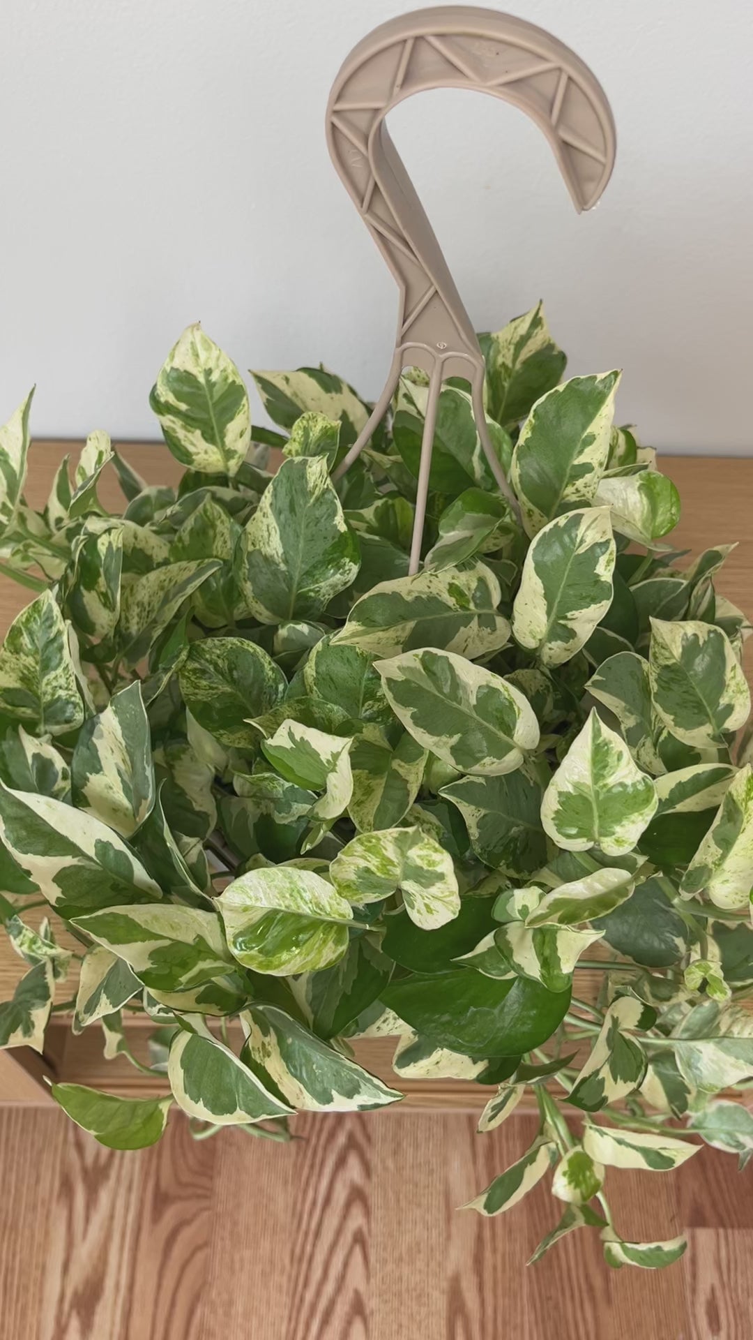 Trailing Pothos Pearls and Jade adding elegant green and white variegated greenery to a contemporary indoor space.