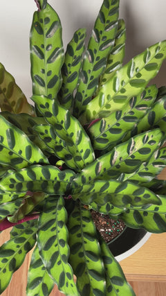 Rattlesnake Calathea decorating a modern home with vibrant tropical foliage.
