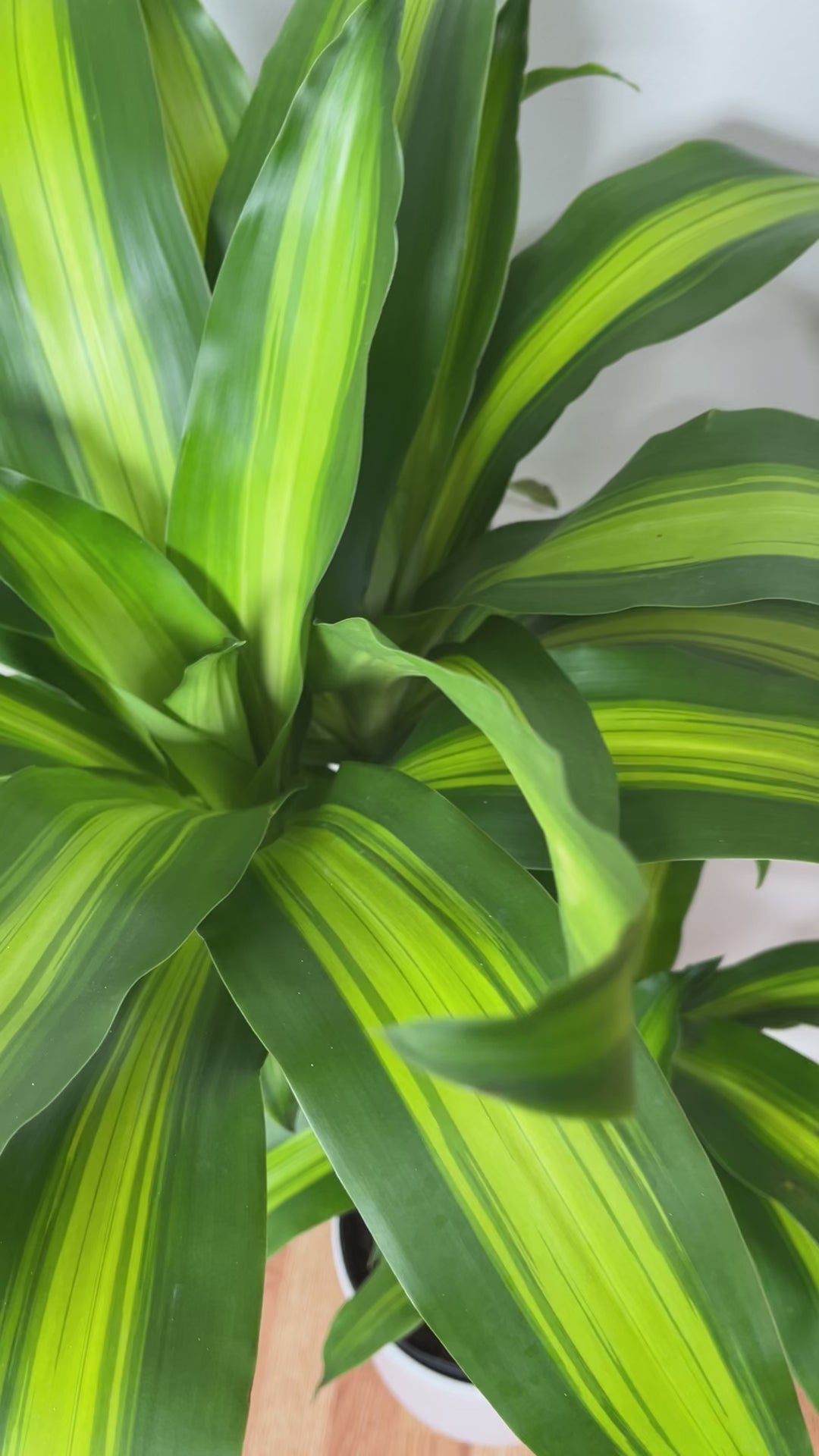 Large Dracaena Mass Cane adding height and vibrant greenery to a bright contemporary home.