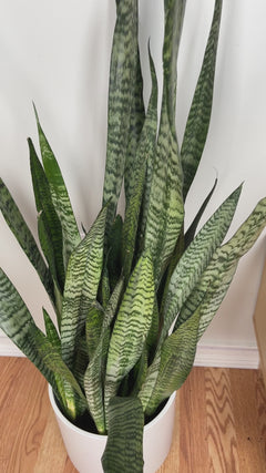 Easy-care Black Coral Snake Plant adding height and dramatic greenery to a contemporary home.