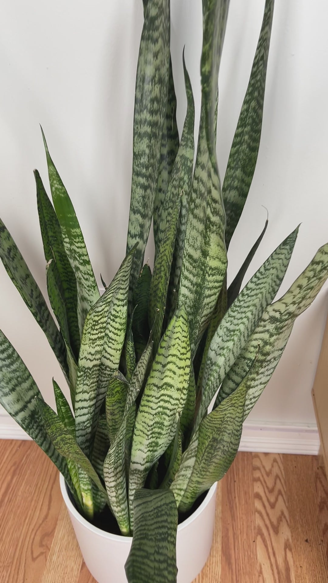 Easy-care Black Coral Snake Plant adding height and dramatic greenery to a contemporary home.