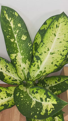 Dieffenbachia Camouflage adding bold green and cream tropical foliage to a bright contemporary home.