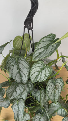Large Philodendron Brandi hanging basket with elegant trailing vines styled in a bright contemporary home.